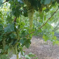 پرستاری سالمند