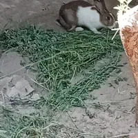 ۶۰۰|موش و خرگوش|جیرفت, |دیوار