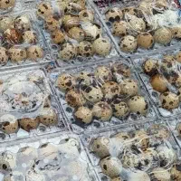 تخم بلدرچین درشت بهترین نژاد|حیوانات مزرعه|رستمآباد, |دیوار