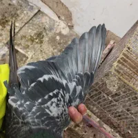 کبوتر مسافتی