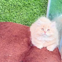 بچه گربه بریتیش موبلند|گربه|لاهیجان, قیام|دیوار