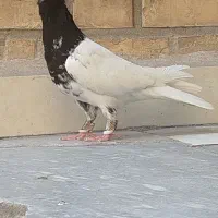 دو عدد کبوتر یه کله ای و یه کوهی شکلاتی