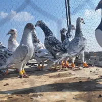 ۱۲تا هفرنگ پرخال همه جوان بشرط|پرنده|الوند, |دیوار