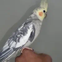 عروس هلندی|پرنده|تهران, جوادیه تهرانپارس|دیوار