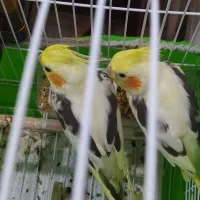 بهترین نژاد طوطی عروس زعفرانی نر