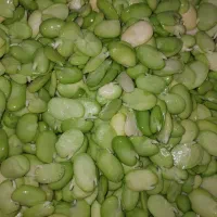 باقالی سبز تازه درشت و ریز