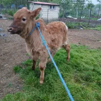 گوساله نر چالوسی  شیر خوار