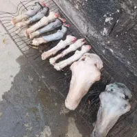 گوسفند زنده قلم آبی تنظیم بازار وتعاونی/خونی|حیوانات مزرعه|مشهد, کشاورز|دیوار