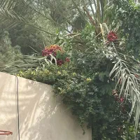 برش قطع وهرس وچیدن خوشه های خرما|خدمات باغبانی و درختکاری|زاهدان, |دیوار