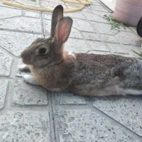 خرگوش مادر جوان زیبا