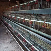 فروش قفس منبری مرغ تخمگذار|لوازم جانبی حیوانات|شاهین دژ, |دیوار