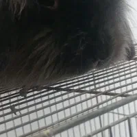 خرگوش لپ|موش و خرگوش|میاندوآب, |دیوار