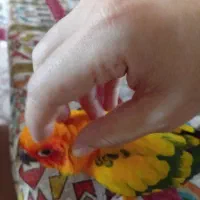طوطی خورشیدی رام|پرنده|قائم‌شهر, |دیوار