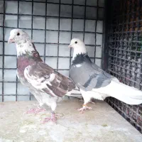 کفتر هوایی پرشی طلا