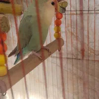 جفت برزیلی مولد