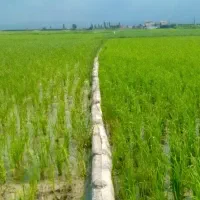 کودارگانیک/برنج/نشا/شالیکاری/برنجکاری