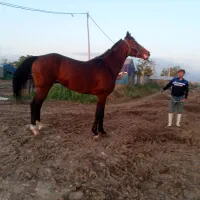 اسب نریان دوخون ۵ ساله قد بلند