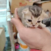 توله سکاتیش بریتیش