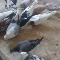 کبوتر رنگی و دورگ|پرنده|شاهینشهر, نبوت|دیوار