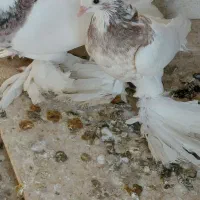 فروش کبوتر|پرنده|کوخرد هرنگ, |دیوار