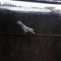 باخت رفته|حیوانات|رباط‌کریم, نصیرشهر|دیوار