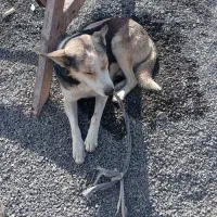 سگ هاسکی نر