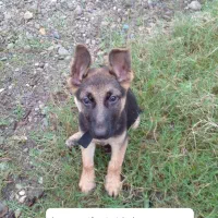 توله سگ ژرمن اصل ( نر ) ۸۸ روزه|سگ|لاهیجان, خمیر کلایه|دیوار