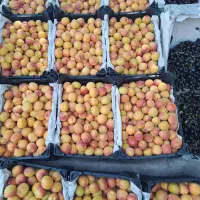 قیصی زردآلو شکرپاره مستقیم از باغ