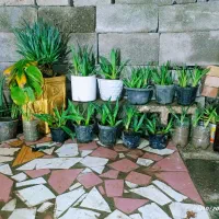 گل و گیاه قلمه گل اناناسی|گل و گیاه طبیعی|کهنوج, |دیوار