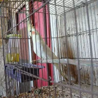 عروس هلندی ماده قیمت ۷۰۰ هزار