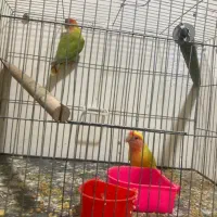 یه تعداد عروس(جوجه و بالغ)ملنگو-راهب-گیرینچیک|پرنده|رشت, یخسازی|دیوار