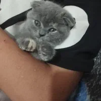 اسکاتلیش دبل فولد هفت ماهه بسیار اروم و مهربان|گربه|تهران, آبشار|دیوار