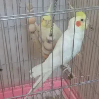 عروس هلندی جفت