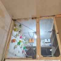 تعدادی فنج زبرا نر و ماده
