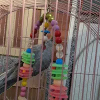 عروس هلندی|پرنده|سلماس, |دیوار