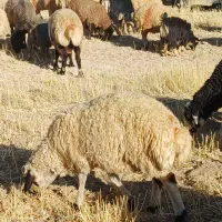 بره|حیوانات مزرعه|محلات, |دیوار