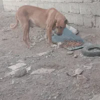 ماده درجه یک|سگ|بردسکن, |دیوار