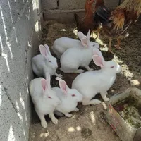 خرگوش چشم قرمزبزرگ مهرستان