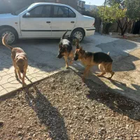 سگ ژرمن نر ماده اصل|سگ|ارژن, |دیوار