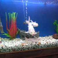 آکواریوم|ماهی|شهر ری, امین آباد|دیوار