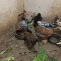 تخم مرغ نطفه دار