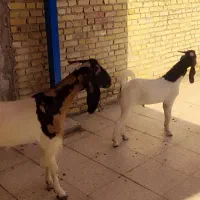 دو عدد بز ماده یه دونه نر داره یه دونه ماده