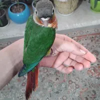 گرینچیک دستی/یلوساید ردفکتور/اناناسی/تعیین جنسیت