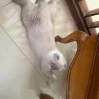 گربه اسکاتیش