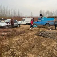 نهال کبوده با درآمد بالا|خدمات باغبانی و درختکاری|ارجمند, |دیوار
