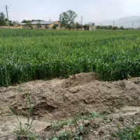 یک هکتار زمین کشاورزی دیوار به دیوار شهرک صنعتی|فروش دفتر صنعتی، کشاورزی، تجاری|سیلاخور, |دیوار