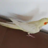 عروس  هلندی