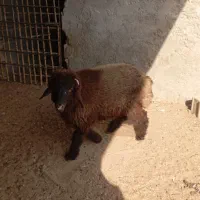 بره نر درجه یک