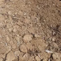 کود بوقلمون گوشتی|خدمات باغبانی و درختکاری|دشتابی, |دیوار