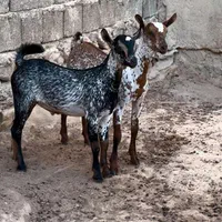 خوشگل و نا|حیوانات مزرعه|تهران, ازگل|دیوار